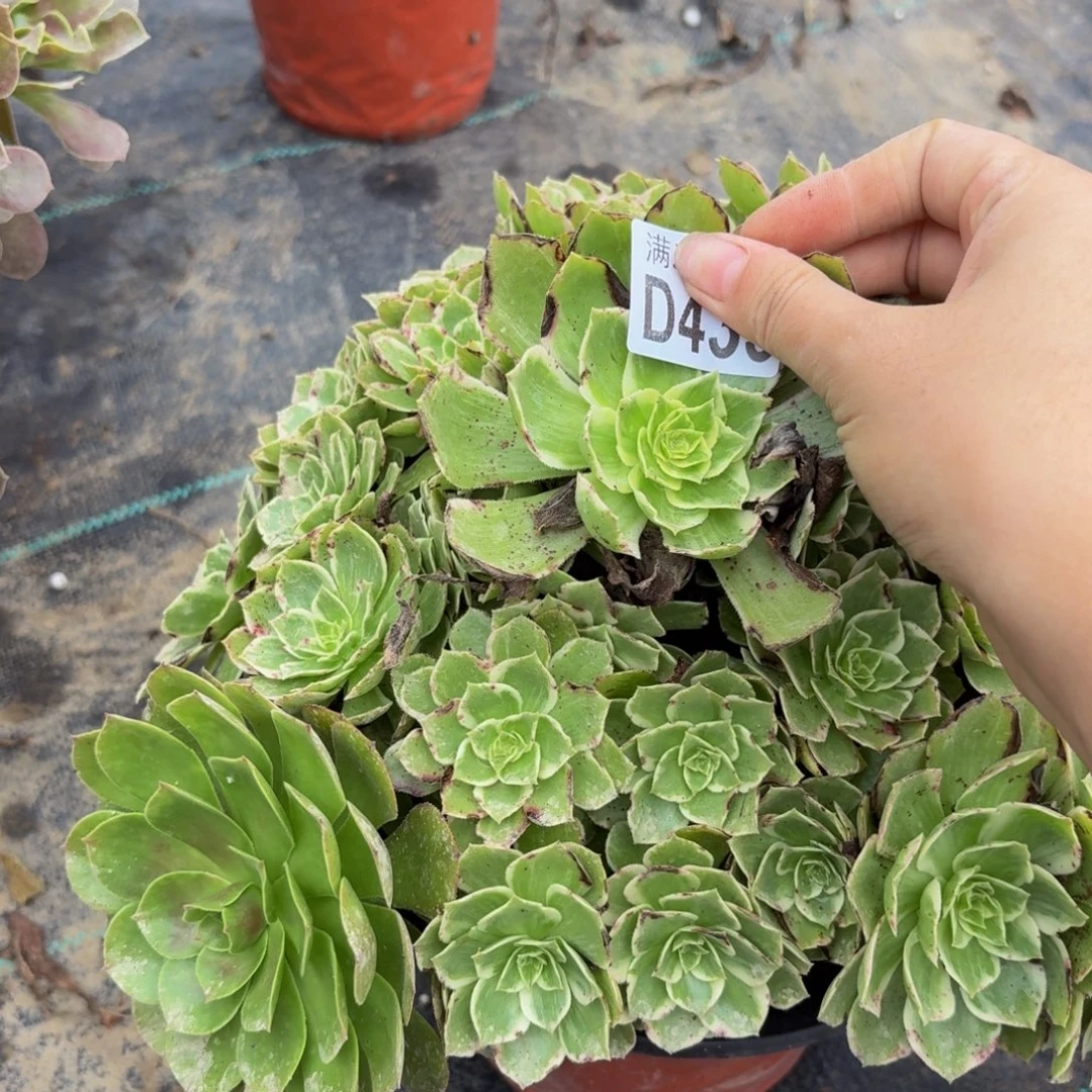433多肉植物捧花的时候