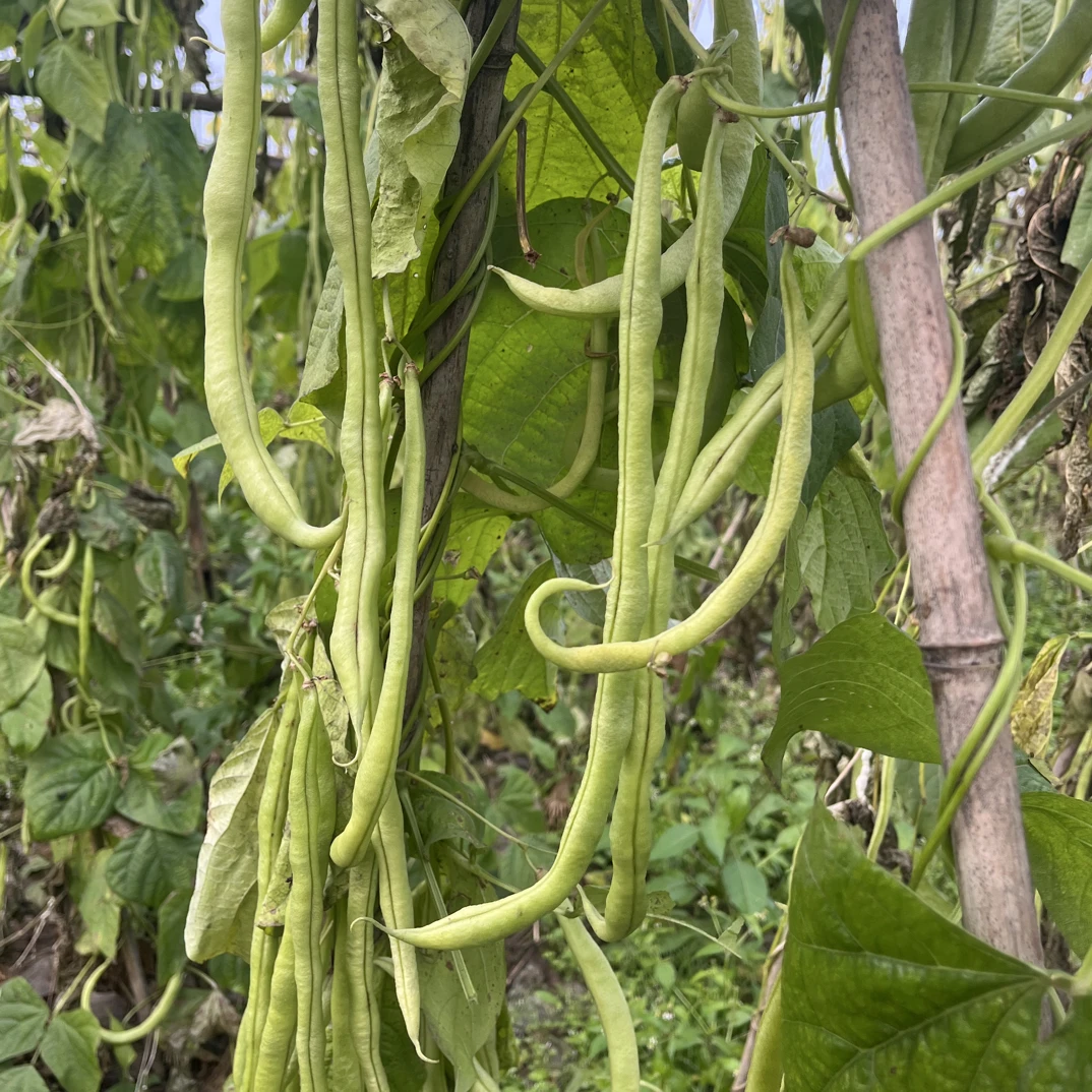 四川农户自种新鲜香无筋豆