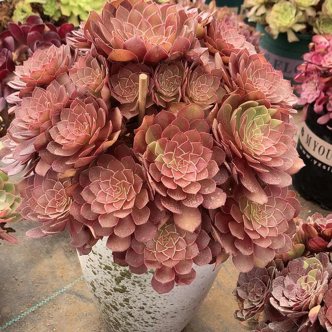 用***4完全开放法师图片多肉植物