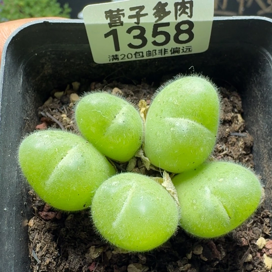 长毛带盆土。