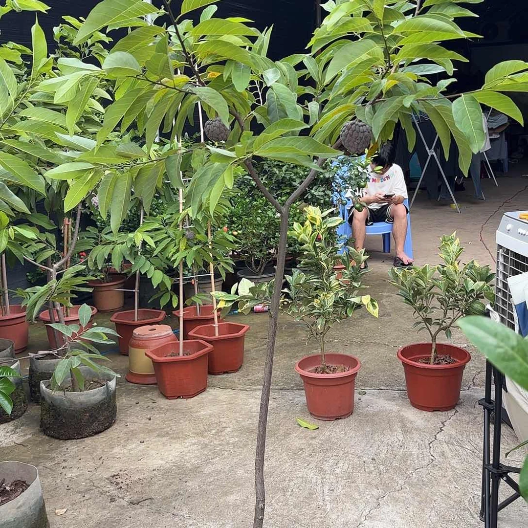 秀***秀完全开放一物一拍红皮释迦