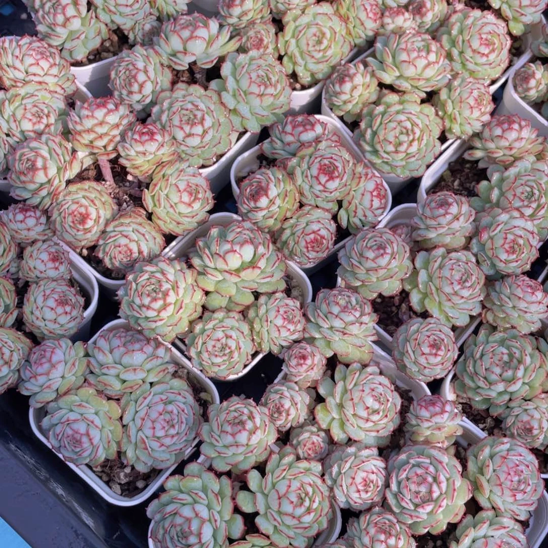 量拍17号小红船小红p群生一个