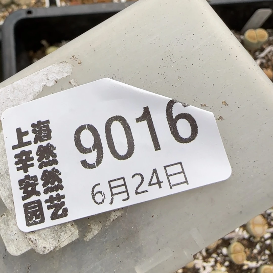 ****球6.24。 217。 5。高腿 9016