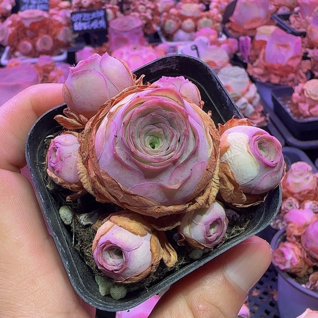 可爱泡泡 玻璃心慎拍 多肉