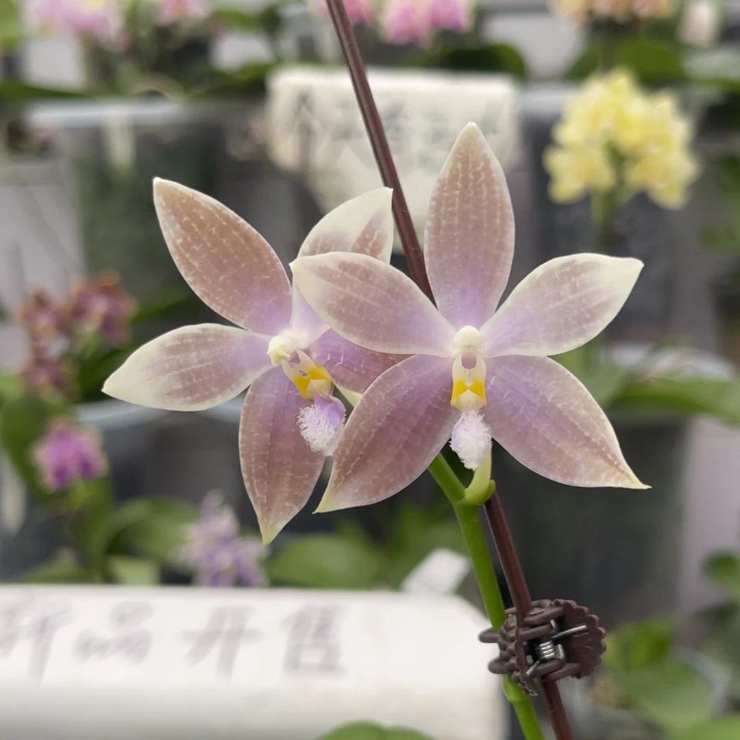 完全开放621 2.8寸蓝盾交蓝路帝 一物一拍