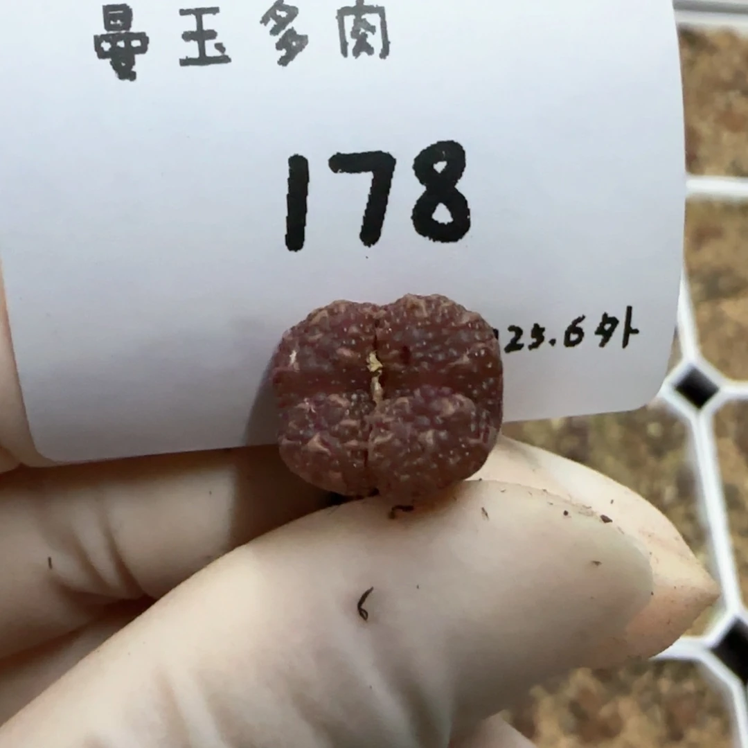 大*多肉多肉多肉6.3-178