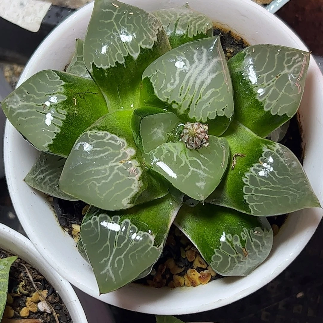 火凤凰母本巨大化十二卷