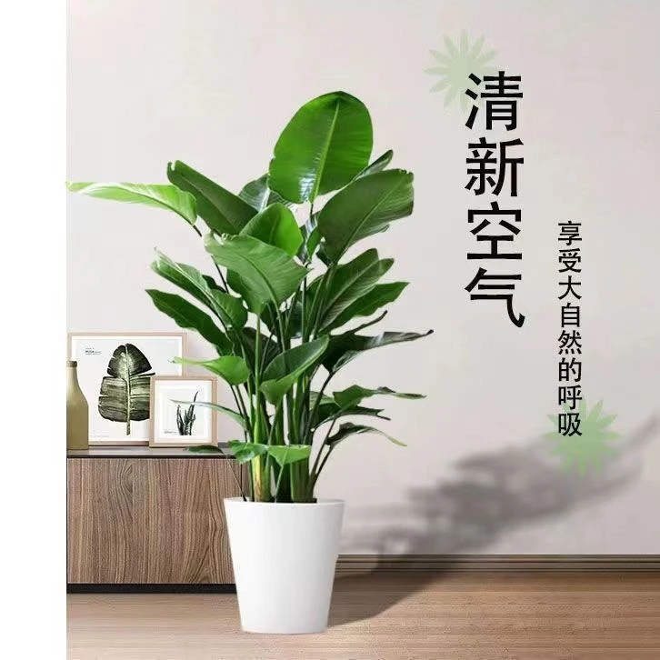 四季常绿易养活室内水培天堂鸟花卉盆栽大金钻绿
