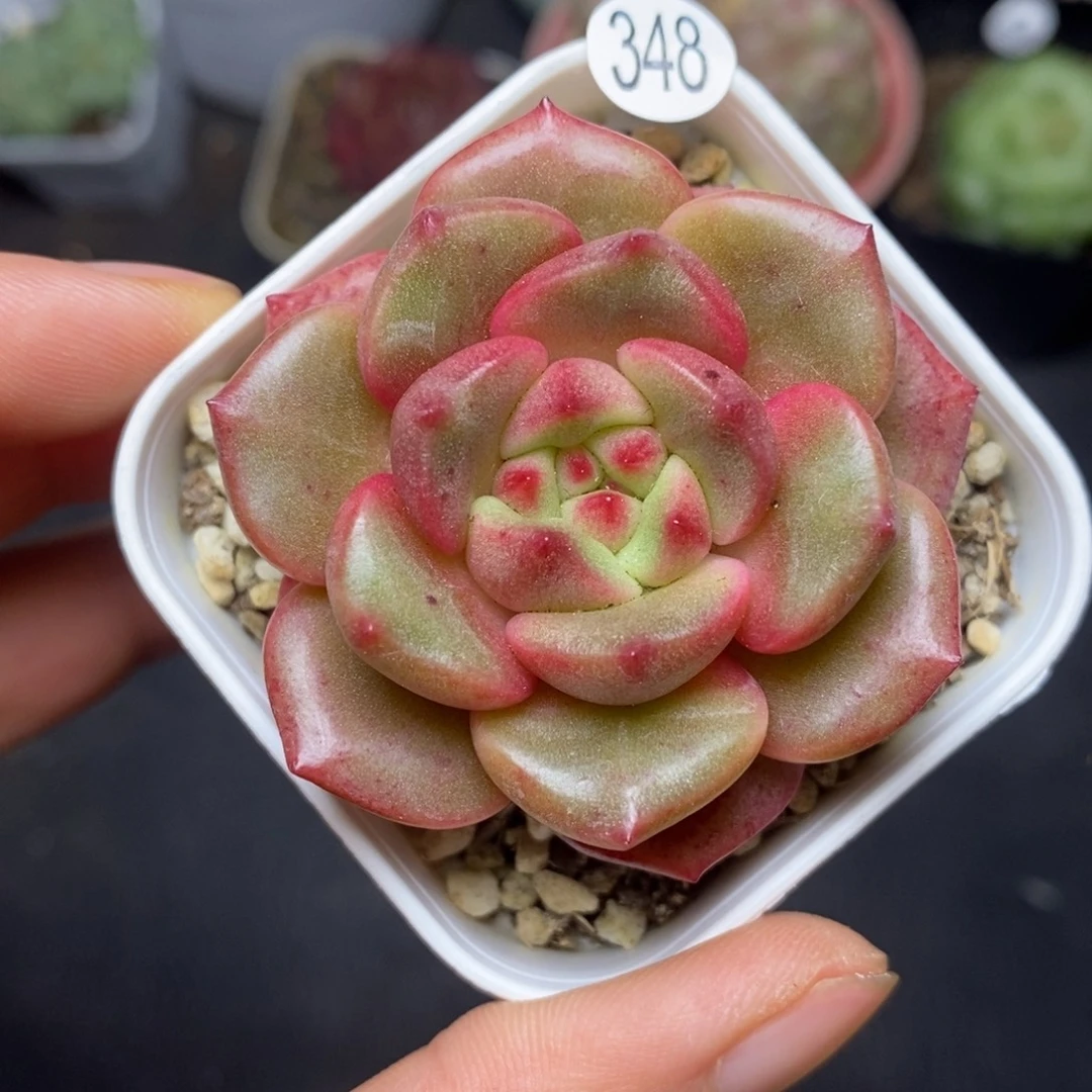 精品多肉小冠服358