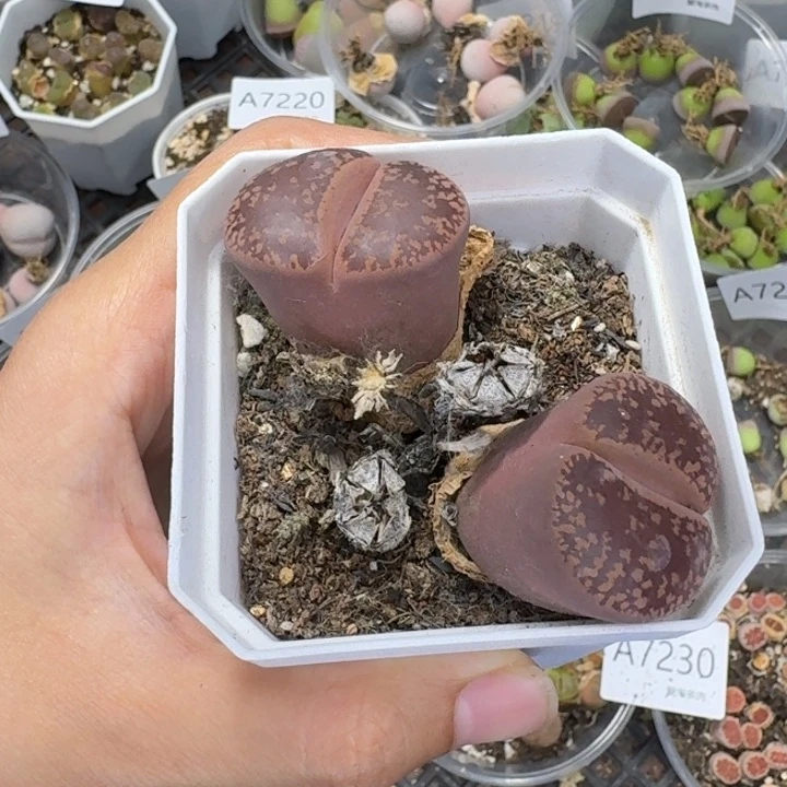 7239 生石花和肉锥