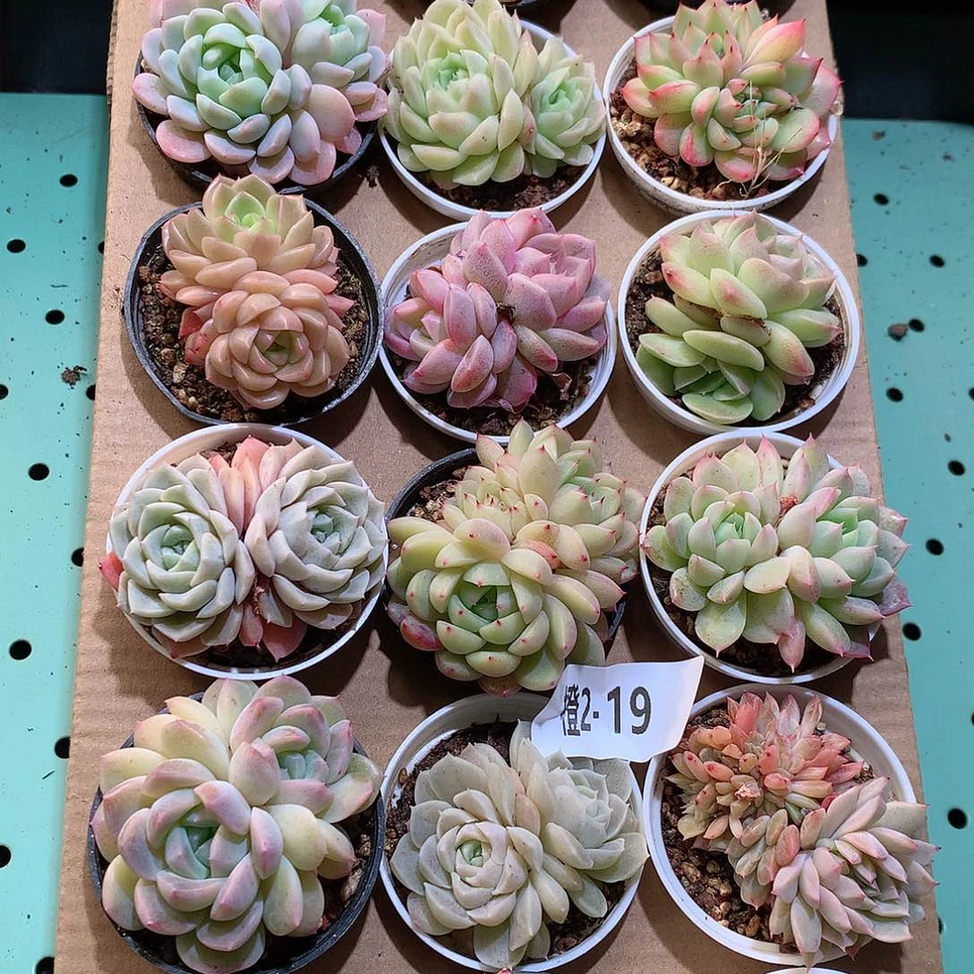 2-19一物一拍带盆18颗