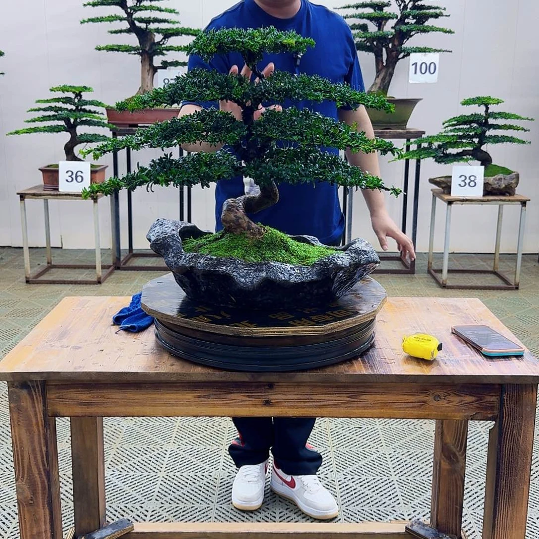 无花朵珍珠红芽罗汉松造型盆景