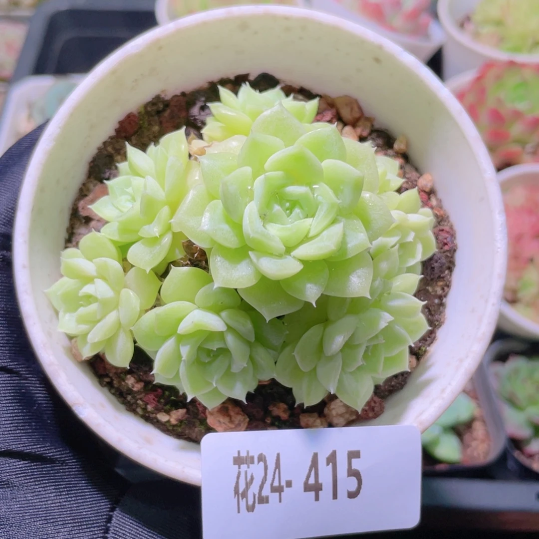 花利美24-415白天鹅