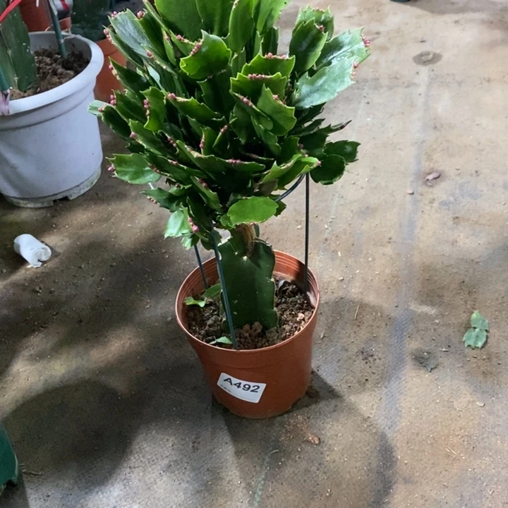 当前无花栽培后可以开花小**a492嫁接砂轮