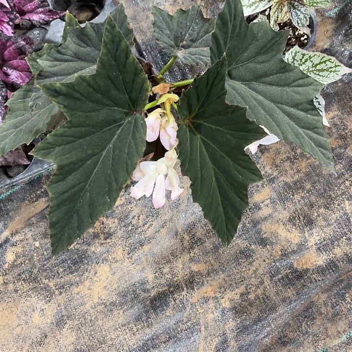 不开花植物卡萨布兰卡