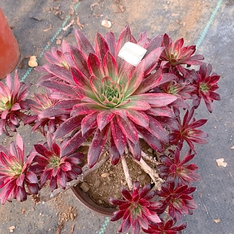 103孔雀锦多肉植物