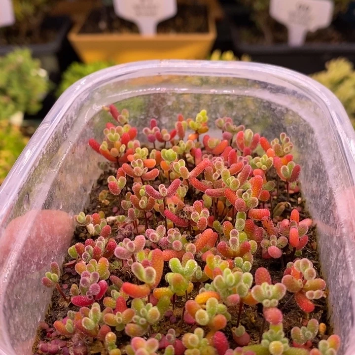 无花朵94混合切糕。