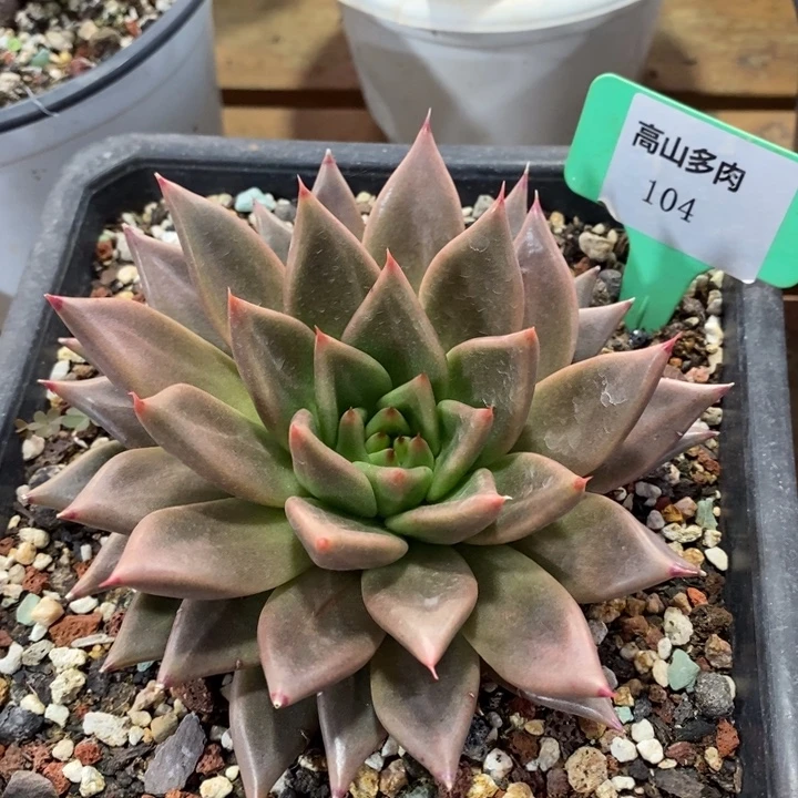 D104- 直播福利 东云