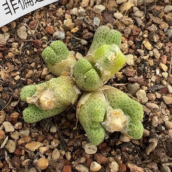 无花朵291号斑马11111