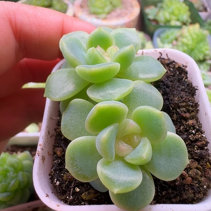 粉财富双头开播福利