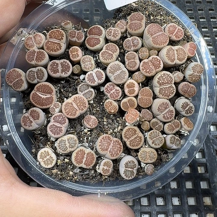 06 多肉植物多肉植物