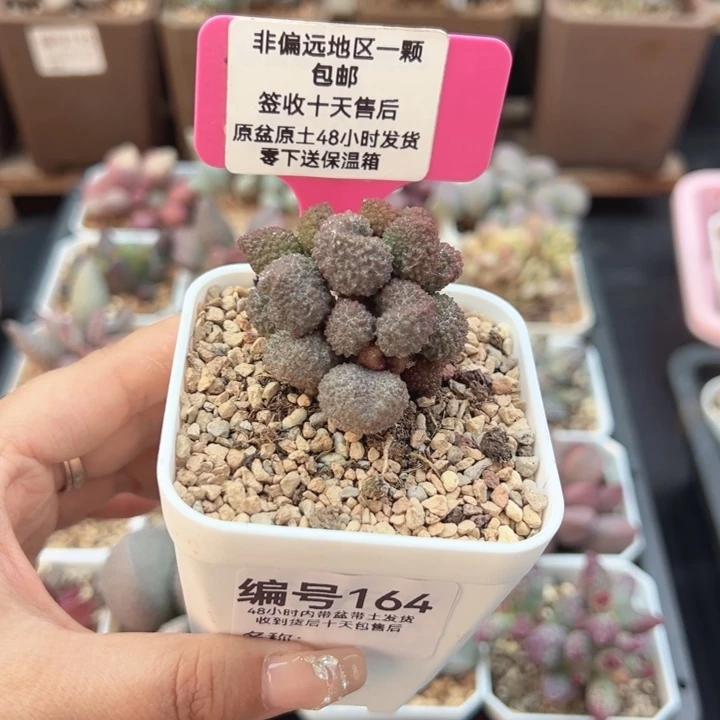 164奶油果多肉植物