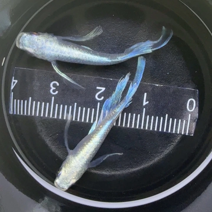 青鳉鱼瑕疵天使之翼38号