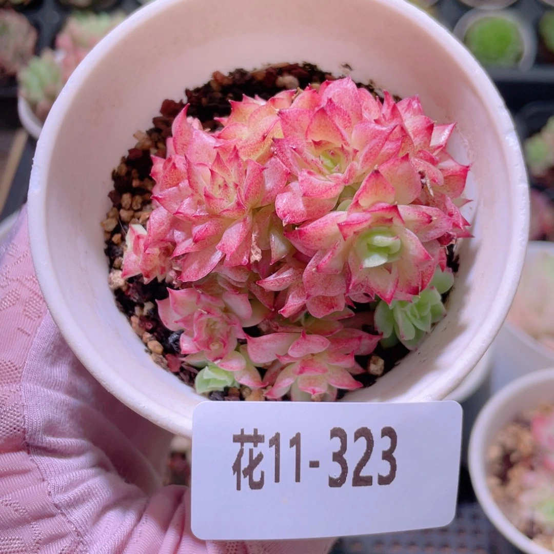 花利美11-323麦秆群