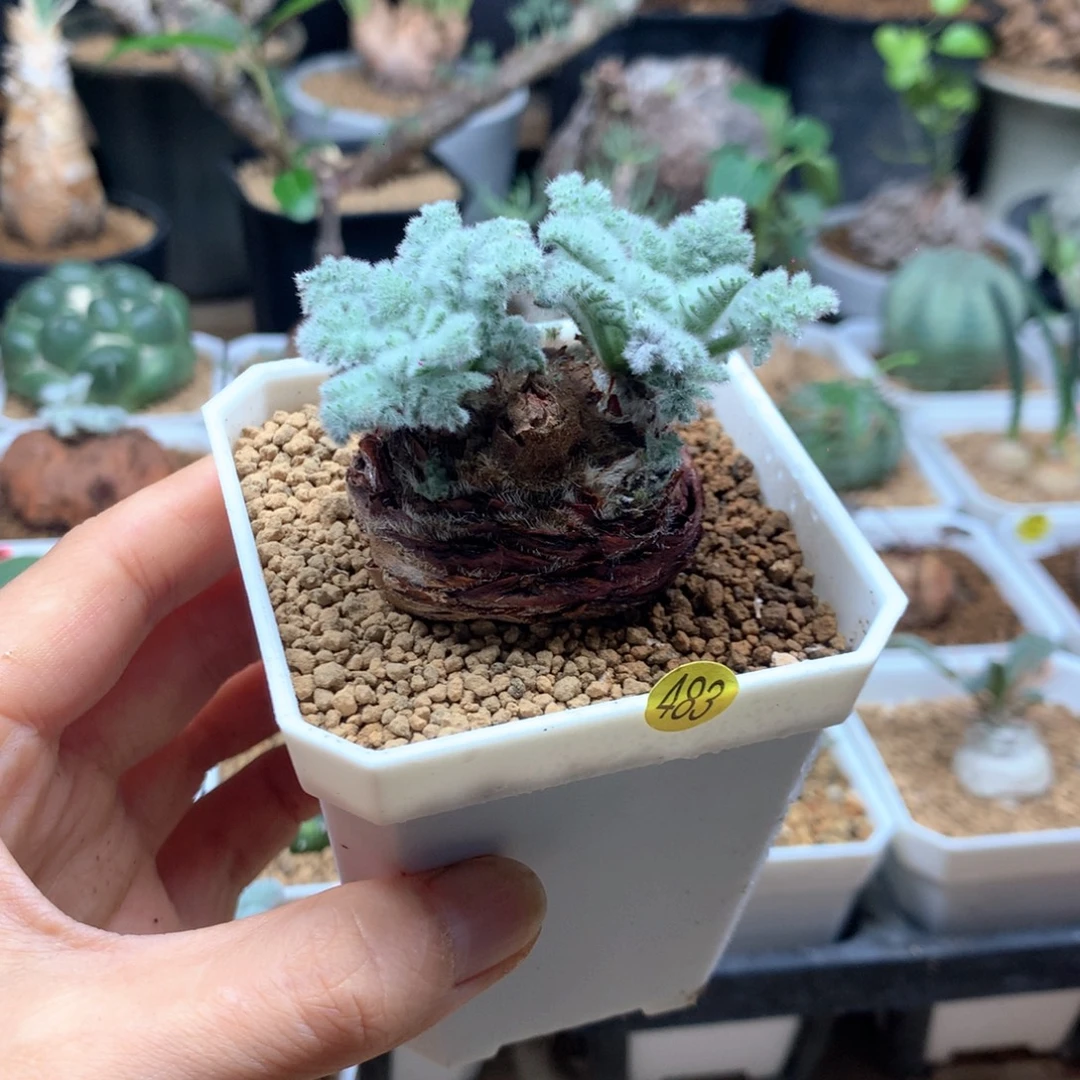 羽叶杨葵母本带盆483