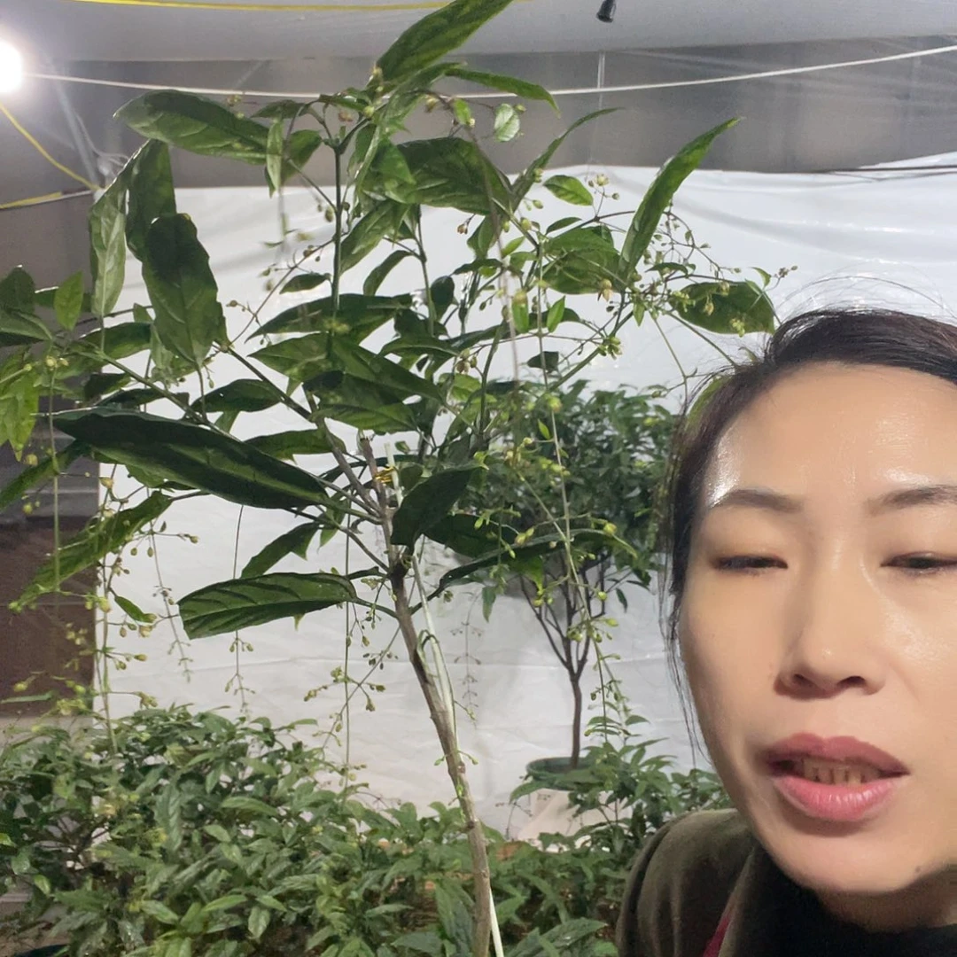 无花朵中颗1盆垂丝茉莉