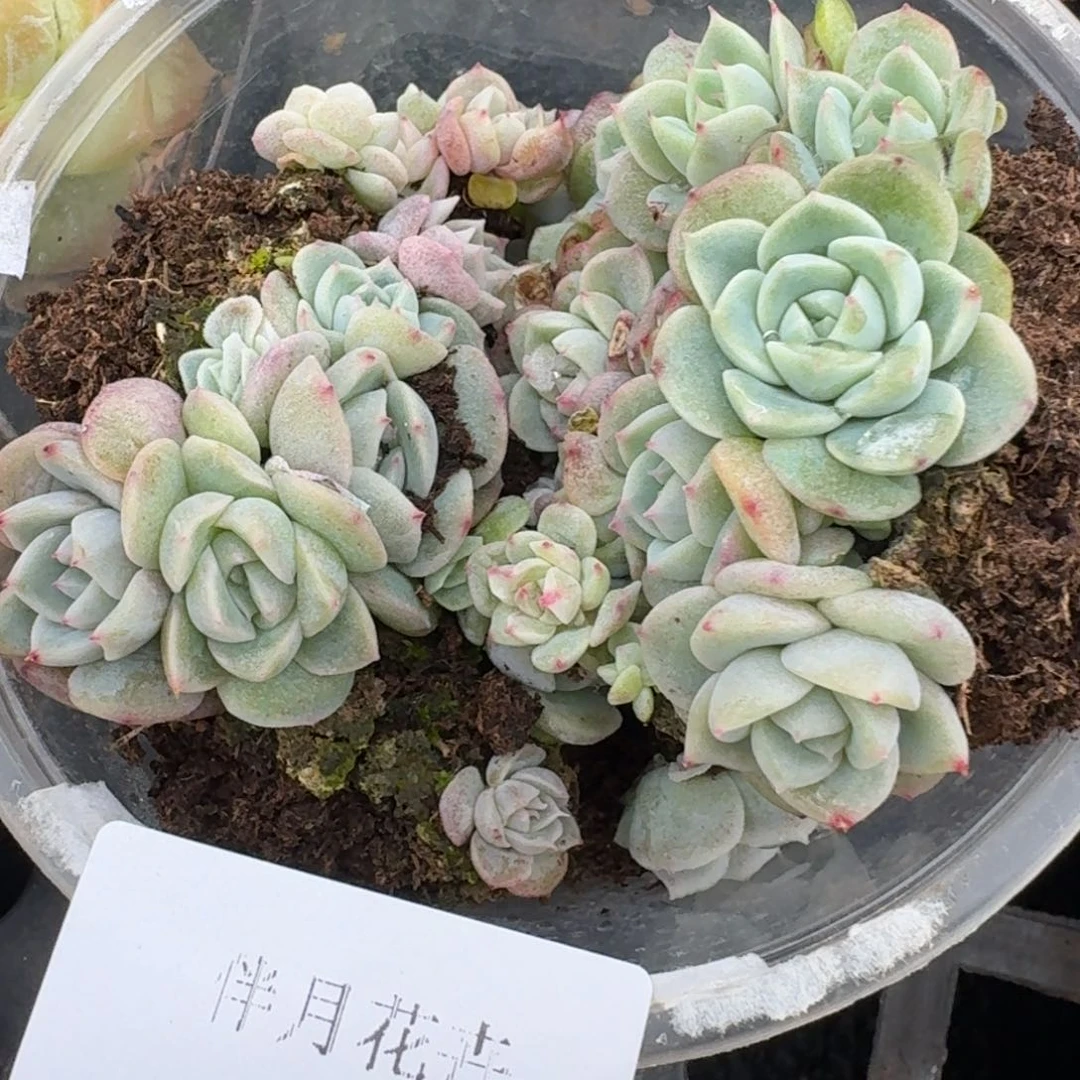 糖心切糕量拍18-53