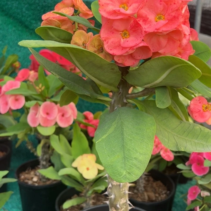 泰品扦插一物一拍