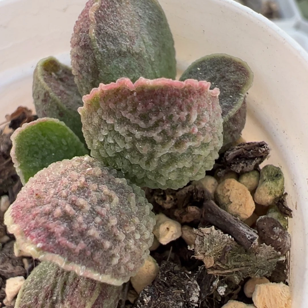 实生新品多肉植物水泡多肉植物