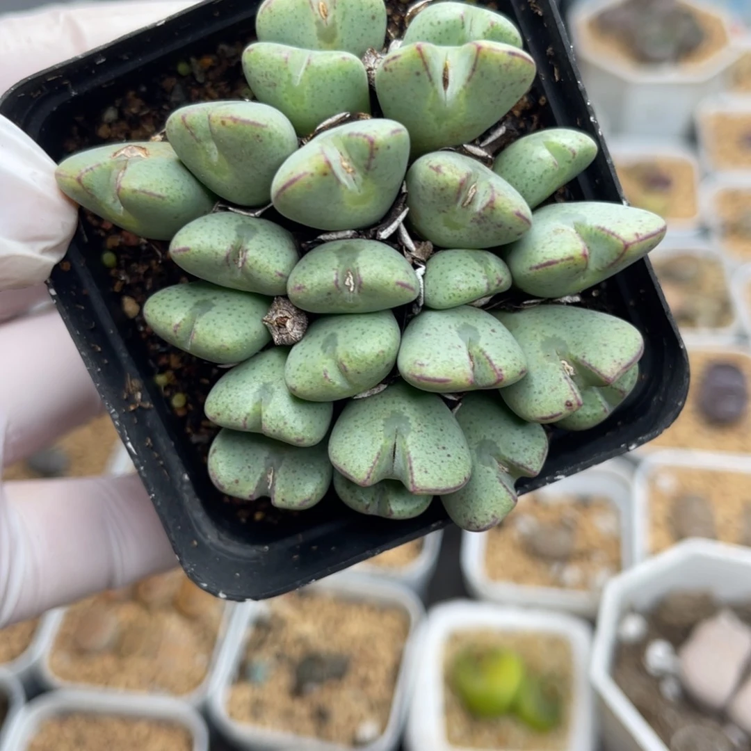 多肉植物一物一拍49