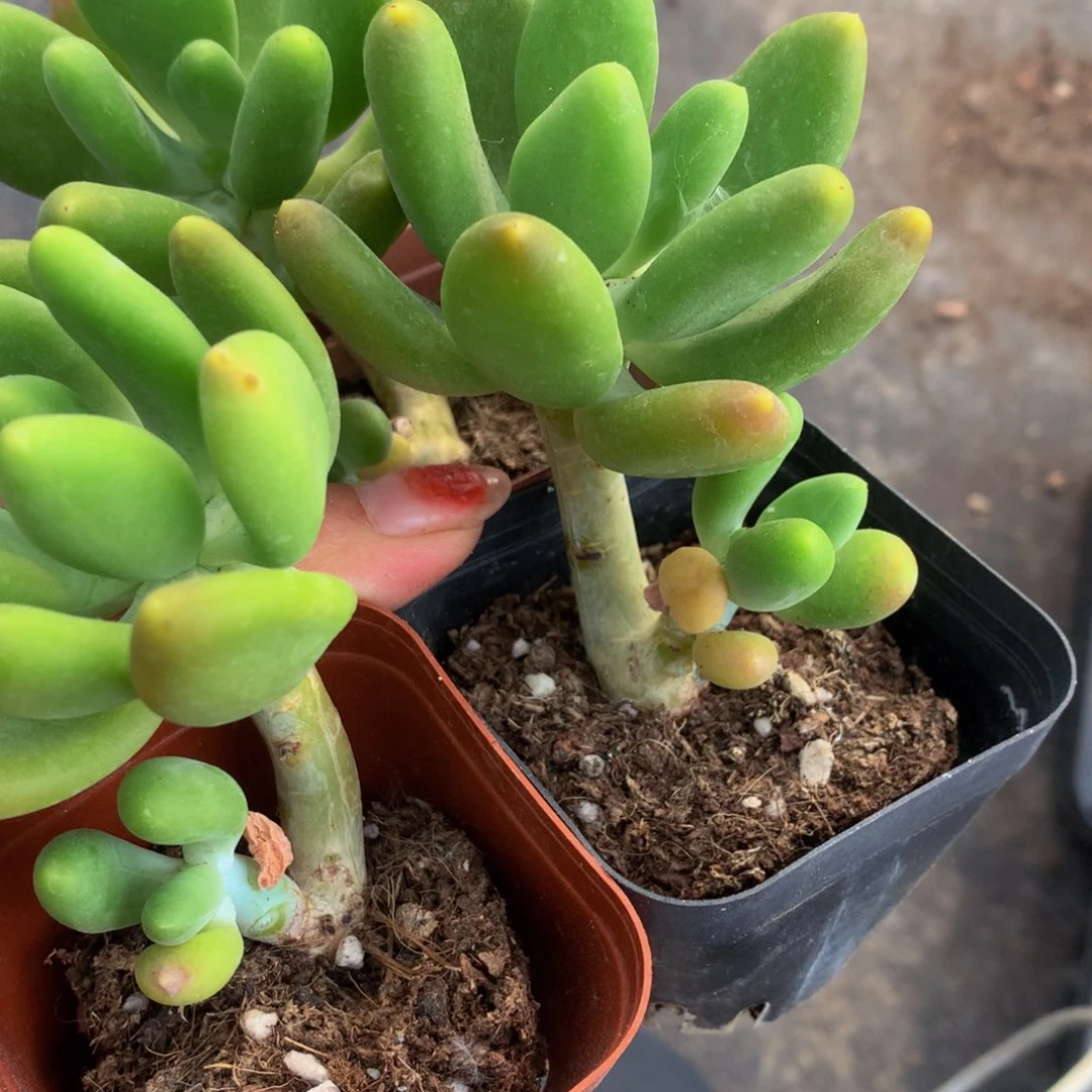 芒果美人2颗  （不满9.99发叶子）