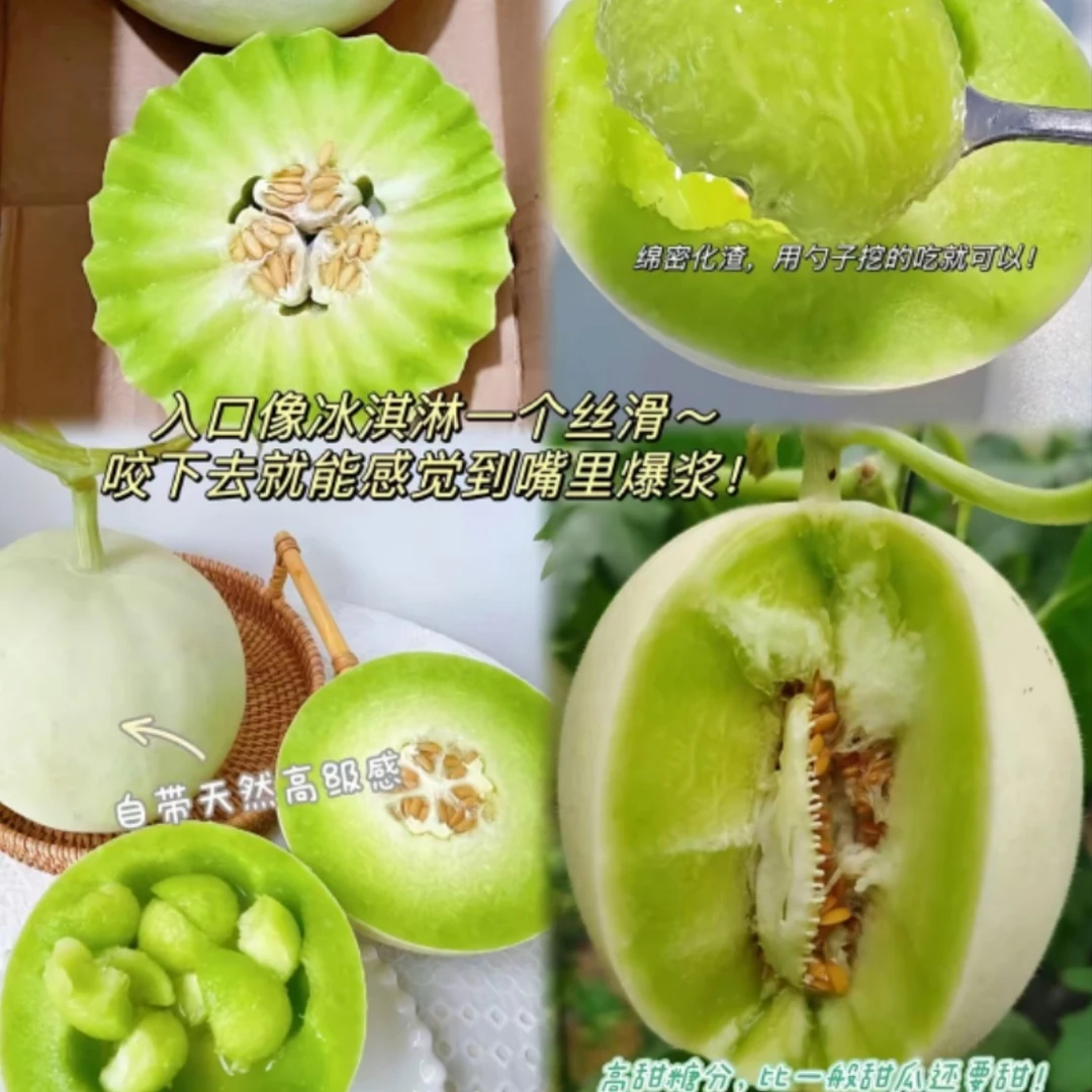 瓜瓞密藏新鲜沙漠白玉菇甜瓜甘肃瓜州原产地顺丰包邮到家坏果包赔