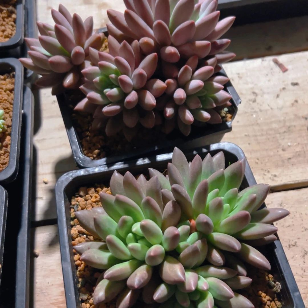 水晶球2颗一物一拍