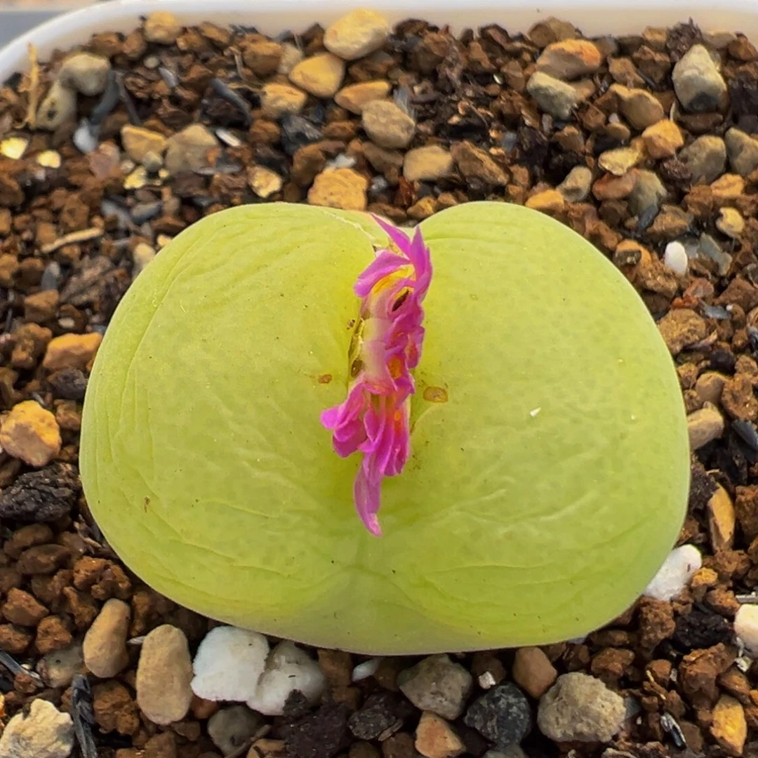 100多肉植物百科翠光