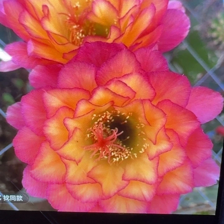 275毛苏乞儿歪4公分左右无根侧牙，20包邮