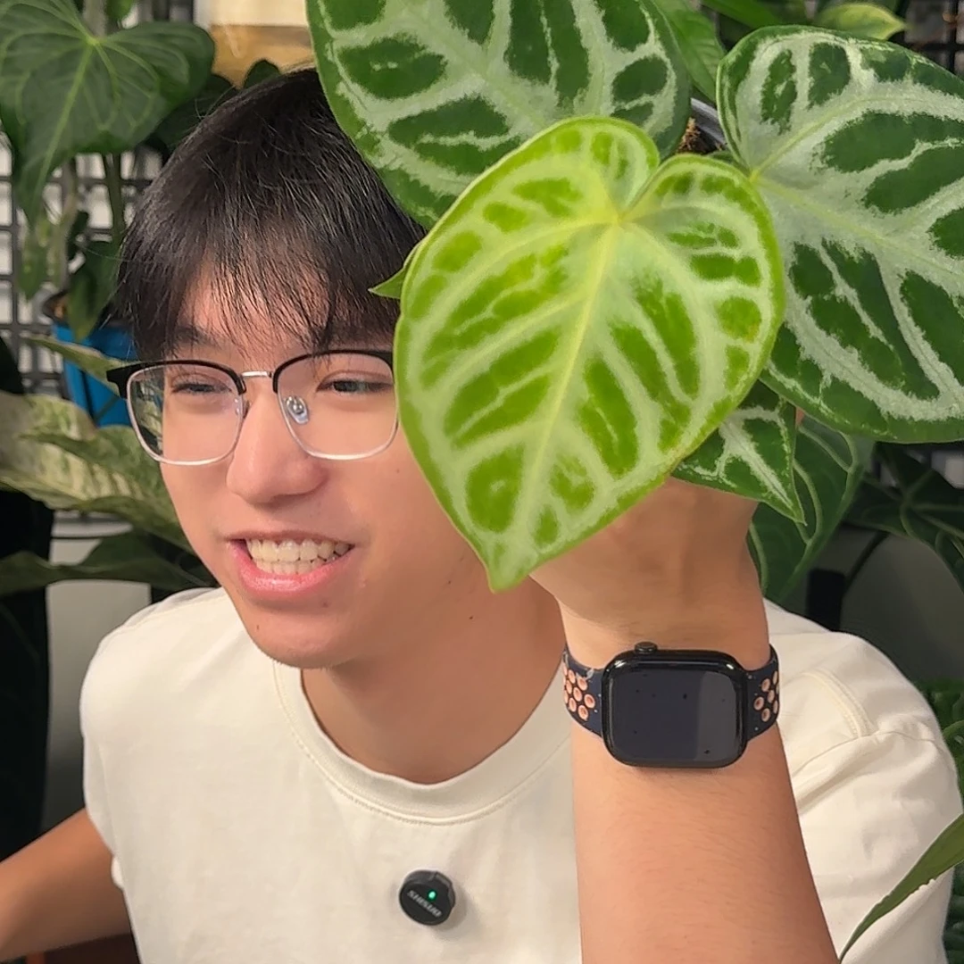 完全开放铜锣烧E103