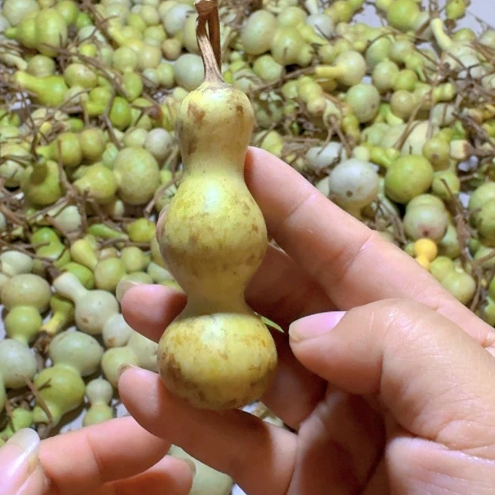 用***6青皮葫芦不保成不退不换