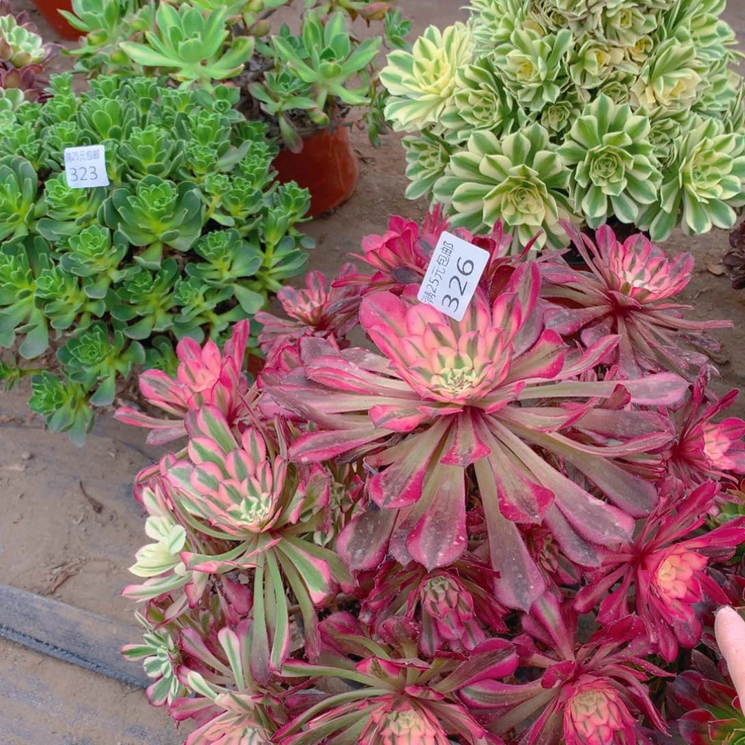 南*雁326红铜超白老桩多肉植物