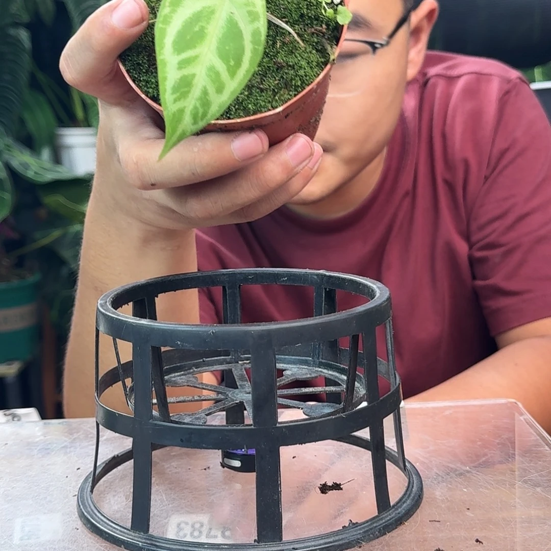 心***、无花朵一物一拍B781