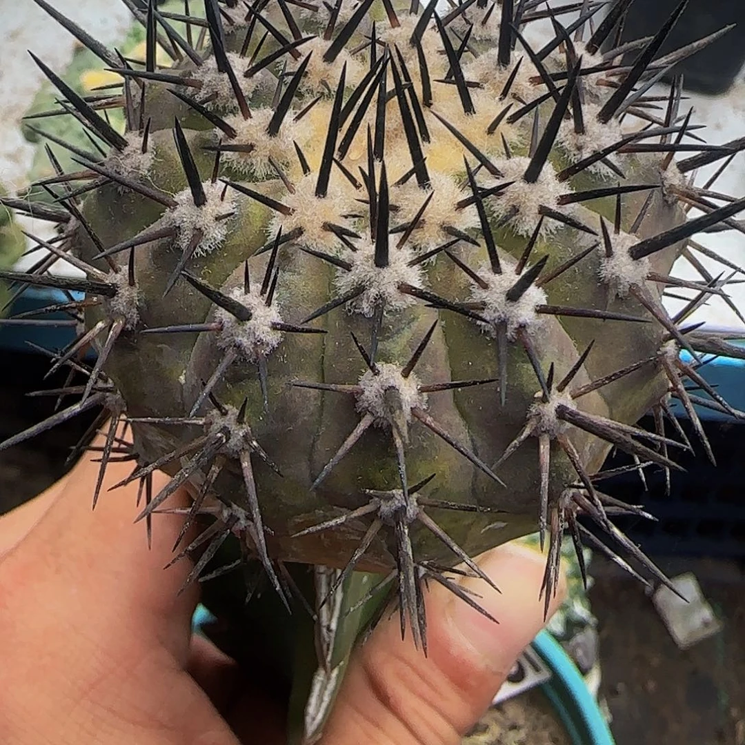 黑王005仙人球开花