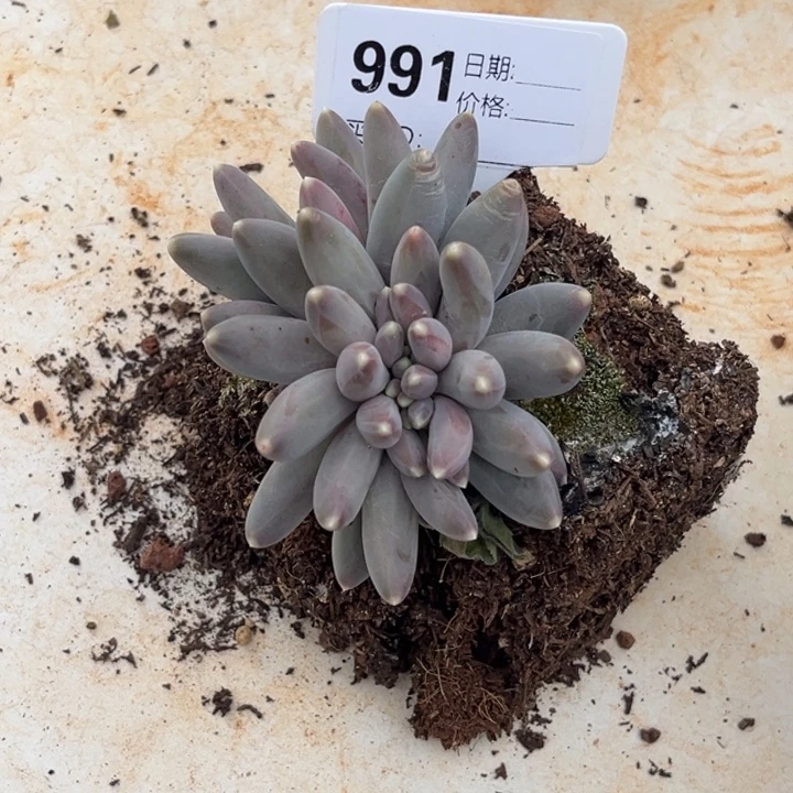 松果美人缀多肉植物991