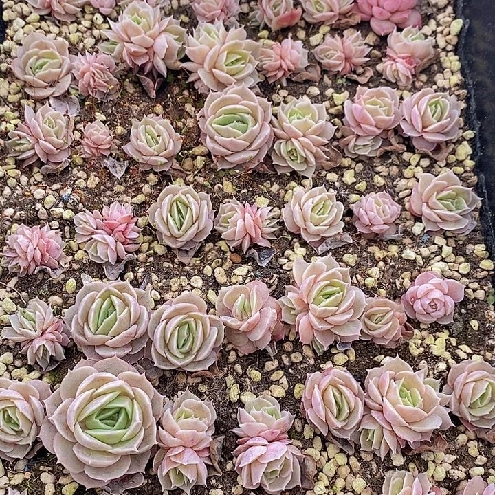268 多肉植物盆栽花卉植物