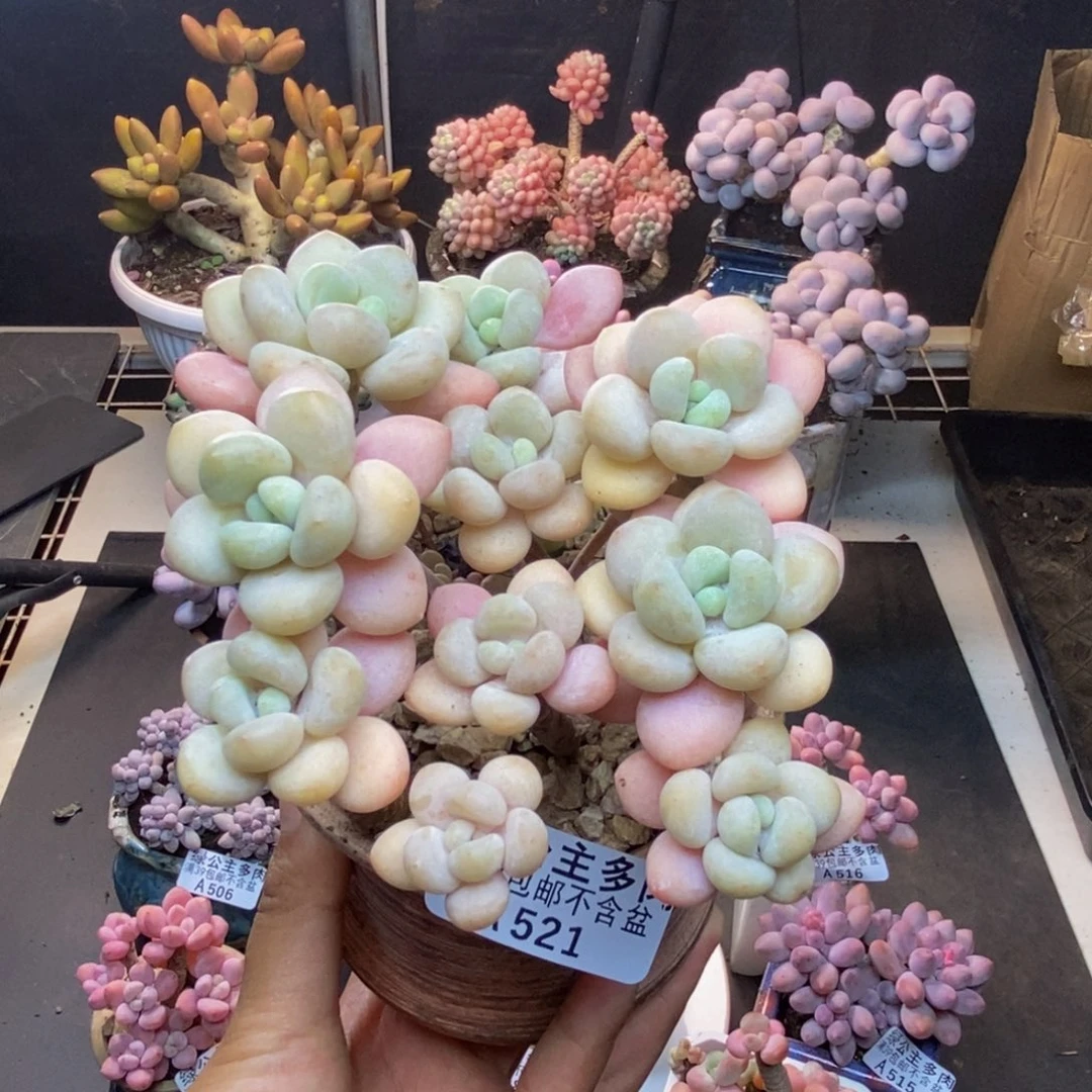 521白奶糖多肉8cm