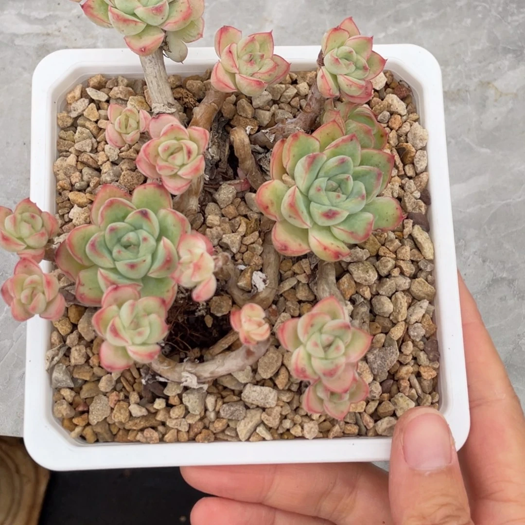 小花老桩群生满35包邮