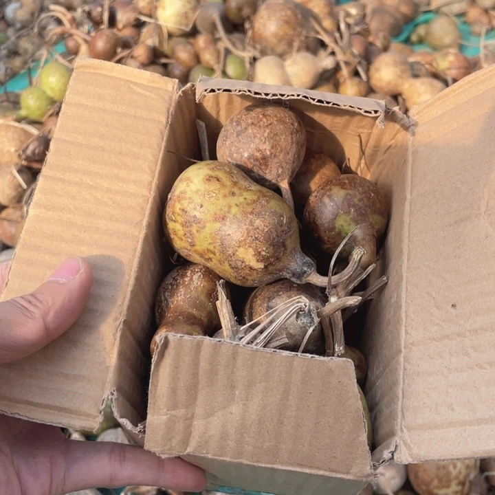 ****孙一箱花皮葫芦的花皮