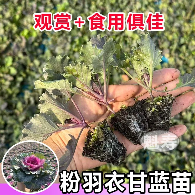 山东寿光粉羽衣甘蓝秧苗观赏食用蔬菜苗粉绿紫甘蓝种子阳台种植